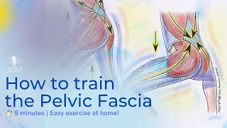 Easy Pelvic Fascia Exercise to Release Tension and Tightness 🤸🏻‍♂️ [upl. by Ninos763]