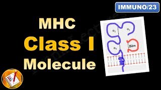 MHC Class I molecule  Structure and Role FLImmuno23 [upl. by Oira]