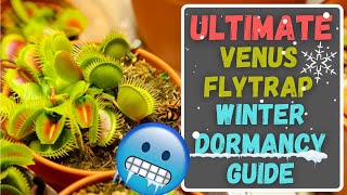 Ultimate Venus Flytrap Dormancy Care Guide Everything You Need To Know About Winter Dormancy [upl. by Luwana]