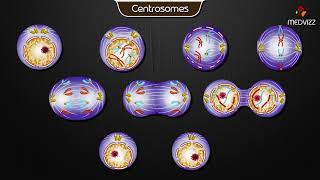 Centrosomes  Animated cell physiology [upl. by Anaujd]