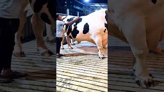 Massive Holstein Friesian bull is getting brushed by his handler [upl. by Godden959]