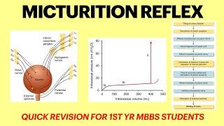 Micturition reflex  Renal physiology  Cystometrogram physiology  MBBS 1st yr physiology lecture [upl. by Mosora147]