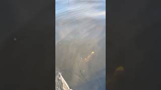 Walleye time fishing walleye walleyefishing fish [upl. by Obara378]