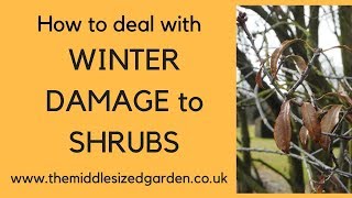 How to deal with winter damage to shrubs [upl. by Alix]