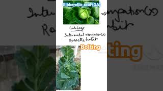 Bolting Gibberellic acid GA neet plants [upl. by Eneres360]