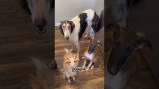 whosnootit part 1 dogtok borzoi silkenwindhound puppy whodunit youdecide fyp dogs [upl. by Fernas]