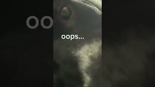 Oopsie daisy funny memes dog viralvideo [upl. by Eocsor752]