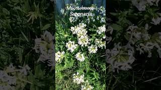 Мыльнянка  Saponaria saponaria латынь [upl. by Kirkwood]