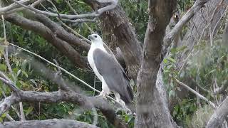 Whitebellied Sea Eagle  Haliaeetus leucogaster [upl. by Aluor]