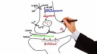 Pharmacology  CHOLINERGIC DRUGS MADE EASY [upl. by Oni718]