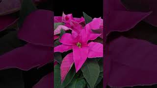 The beautiful and amazing Poinsettiaspoinsettias poinsettia christmas christmasdecor mexico [upl. by Waly]