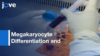 Megakaryocyte Differentiation and Platelet Formation  Protocol Preview [upl. by Nagy747]