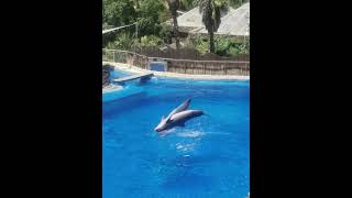 Palmitos Park Zoo Gran Canaria zoo park dolphins [upl. by Llehcim]