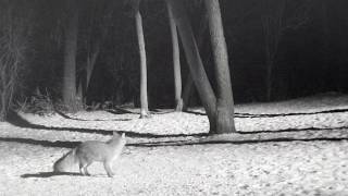 Great Horned Owl owl divebombing a Grey Fox [upl. by Ahsienaj322]