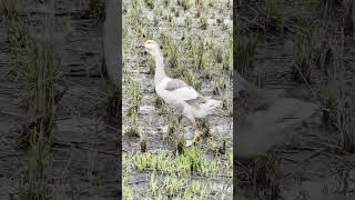 Geese in the Paddy Fields Nature’s Natural Helpers 👀 [upl. by Naziaf]