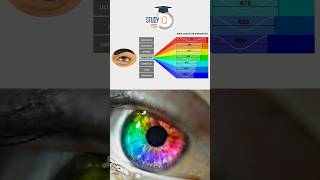 Can People With Color Blindness Really Not See Any Colors science shorts studyiqpcs [upl. by Akaya]