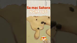 Z có biết Sa mạc SAHARA cũng ngập lụt không  Top Trending zngaynay [upl. by Notnarb282]