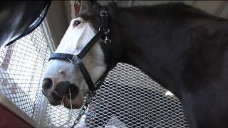 Clydesdales pull their weight at the fair [upl. by Solnit]