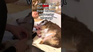 Unser Hund hatte einen Kreuzbandriss [upl. by Linehan]