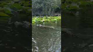 Alligator Florida Everglades [upl. by Odeen770]