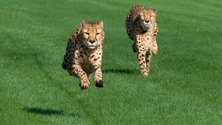 Houston Zoo Cheetahs Run at Sam Houston Race Park [upl. by Greyson]