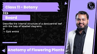 Describe the internal structure of a dorsiventral leaf with the help of labelled diagrams D → Ep [upl. by Aneez]