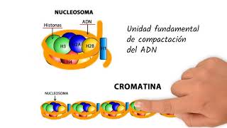 ¿Qué son los cromosomas y por qué son importantes [upl. by Schoof]