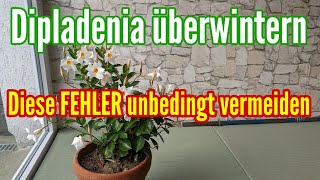 DIPLADENIA überwintern  Die häufigsten FEHLER unbedingt vermeiden bei Überwinterung Dipladenia [upl. by Sualocin976]