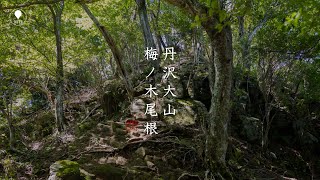 マイナールート｜丹沢 大山 梅ノ木尾根から【登山・日帰り・車・2021年夏・神奈川県】ふれあいの森日向キャンプ場駐車場から周回Tanzawa Mountains [upl. by Camila864]