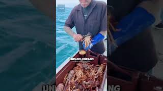 Kenapa Lobster Ini Dibuang Ke Laut shrots [upl. by Attecnoc]