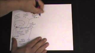 Gross Anatomy  Autonomic Nervous System  Head amp Neck Sympathetic and Parasympathetic Pathways [upl. by Siramay369]