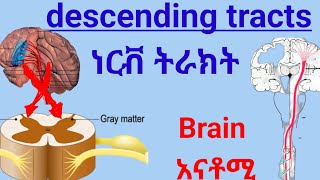 Descending tracts of Spinal Cord anatomy spinalcord nervoussystem ህብለ ሰረሰር ነርቭ ትራክት ሲስተም [upl. by Liba]