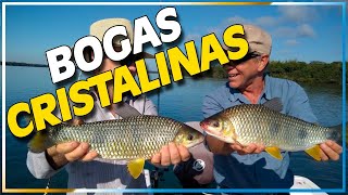 PESCA DE BOGAS ITUZAINGÓ CORRIENTES ARGENTINA [upl. by Sined]