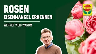 Eisenmangel an Rosen erkennen amp bekämpfen  COMPO [upl. by Hayn]