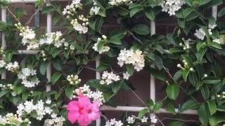 Wall of Madagascar jasmine Stephanotis floribunda  🎶 Il Silenzio Bonsoir Mon Amour マダガスカルジャスミン [upl. by Nosyt]