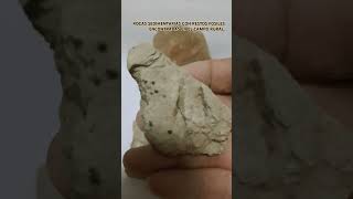 ROCAS SEDIMENTARIAS CON RESTOS FOSILES youtubeshorts PALEONTOLOGIA GEOLOGIA [upl. by Elena]