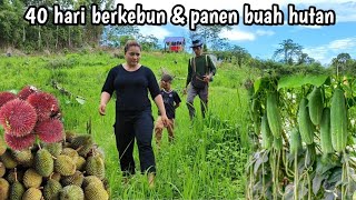 40 hari berkebun berpetualang panen buah hutan kalimantan [upl. by Alesi544]