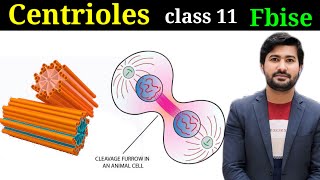 Centrioles structure and functions biology class 11 chapter 1 [upl. by Ojeillib]