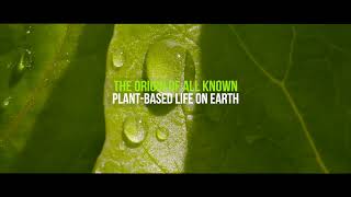 Discover what microalgae are in just 60quot [upl. by Ytsirhc]