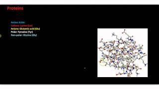 Proteins Complex Molecules [upl. by Findley]