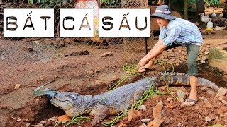 Bắt cá sấu xổng chuồng và cách vô hiệu hóa cá sấu how to disarm and catch a crocodile [upl. by Schiff212]