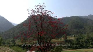 Indian Coral tree flowering in the Ganga valley [upl. by Vikki]