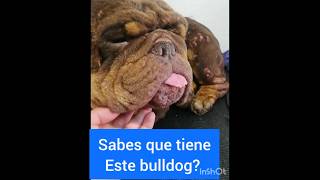 😠 Esto causa el virus del papiloma Canino 😡 [upl. by Assirak47]