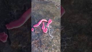 Pink ribbon worm shooting out goo [upl. by Anilem592]