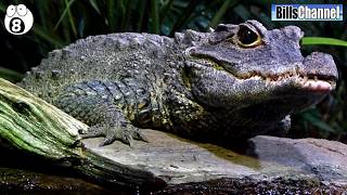 12 AMAZING Things about Crocodiles [upl. by Barbabas]