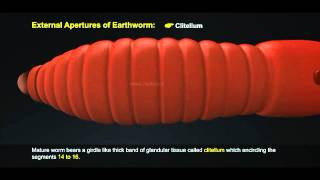 1 Morphology of Earthworm 512 1 [upl. by Adnwahsor]