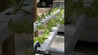 How to Build a NFT Hydroponic System in 60 Seconds hydroponics hydroponicsystem diy [upl. by Ecnerolf]