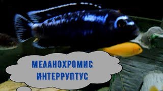 МЕЛАНОХРОМИС ИНТЕРРУПТУС [upl. by Donalt]