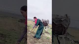 The process of picking up cow dung from the grassland [upl. by Ettelliw]