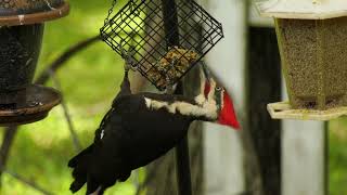 Pileated Woodpecker up close at my homemade suet feeder [upl. by Beauregard]